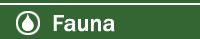 Fauna