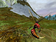 Red Soldier Wasp